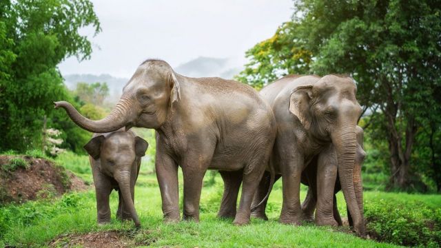 Elephant Jungle Sanctuary Chiang Mai Experience 5