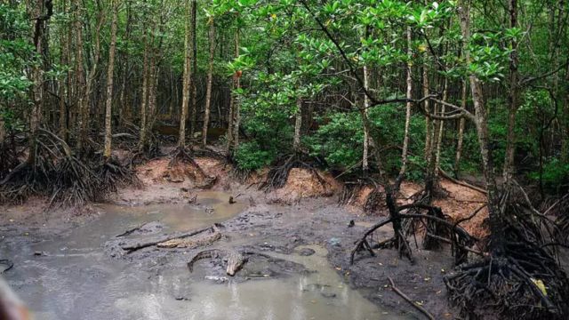 Discover Monkey Island - Crocodile Farm | Can Gio | From Ho Chi Minh 4