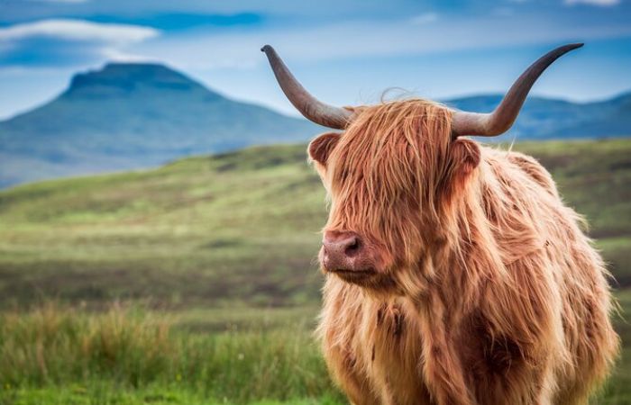Scotland Day Tour: Loch Ness, Glencoe & Highlands from Edinburgh 4