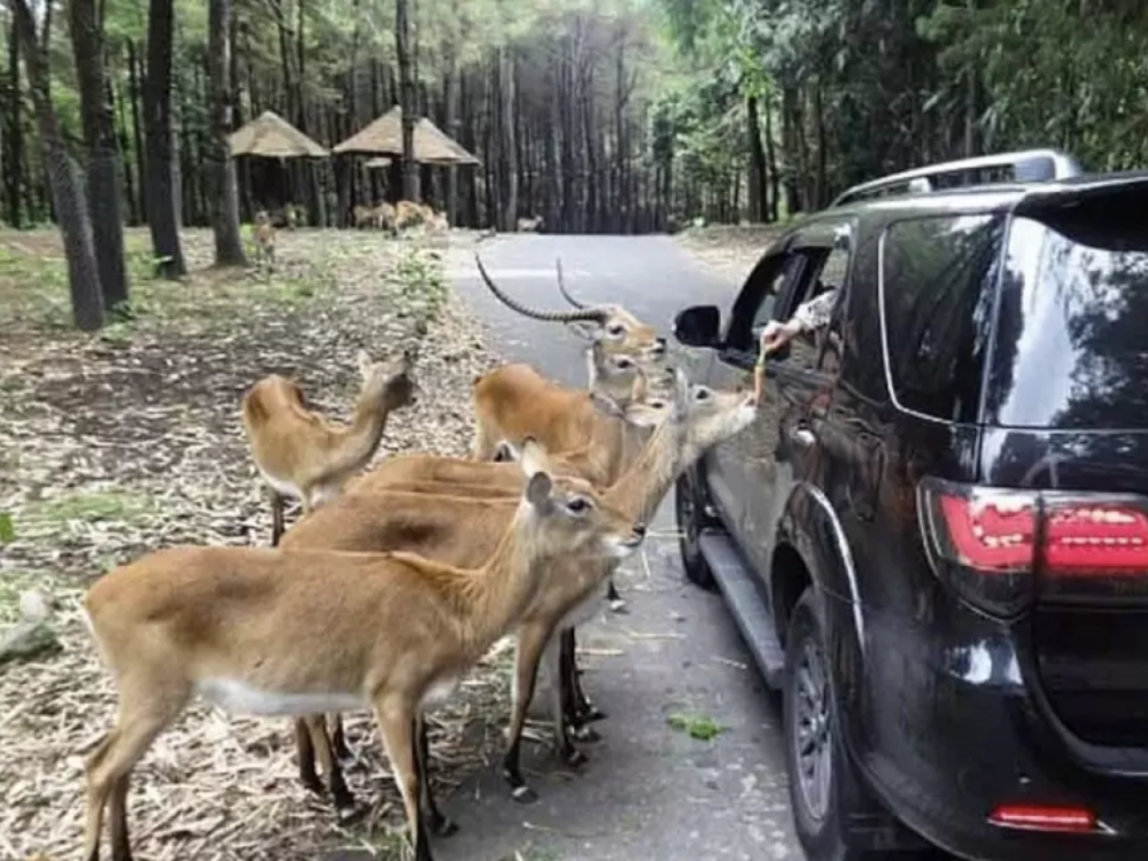 Taman Safari Bogor Private Day Tour from Jakarta | Indonesia