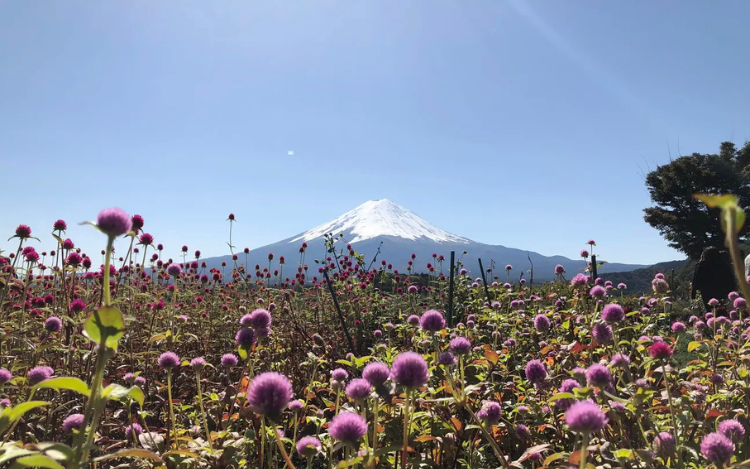 Mount Fuji & Oshino Hakkai Sightseeing or Premium Sake Day Tour 5
