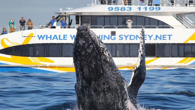 Whale Watching Cruise by Captain Cook Cruise | Sydney 4