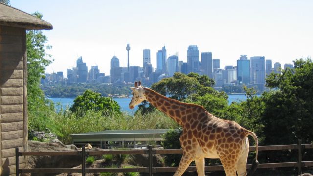 Blue Mountains and Sydney Zoo Day Tour Including Free Koala Photo and Kangaroo Feeding in English or Mandarin | Sydney