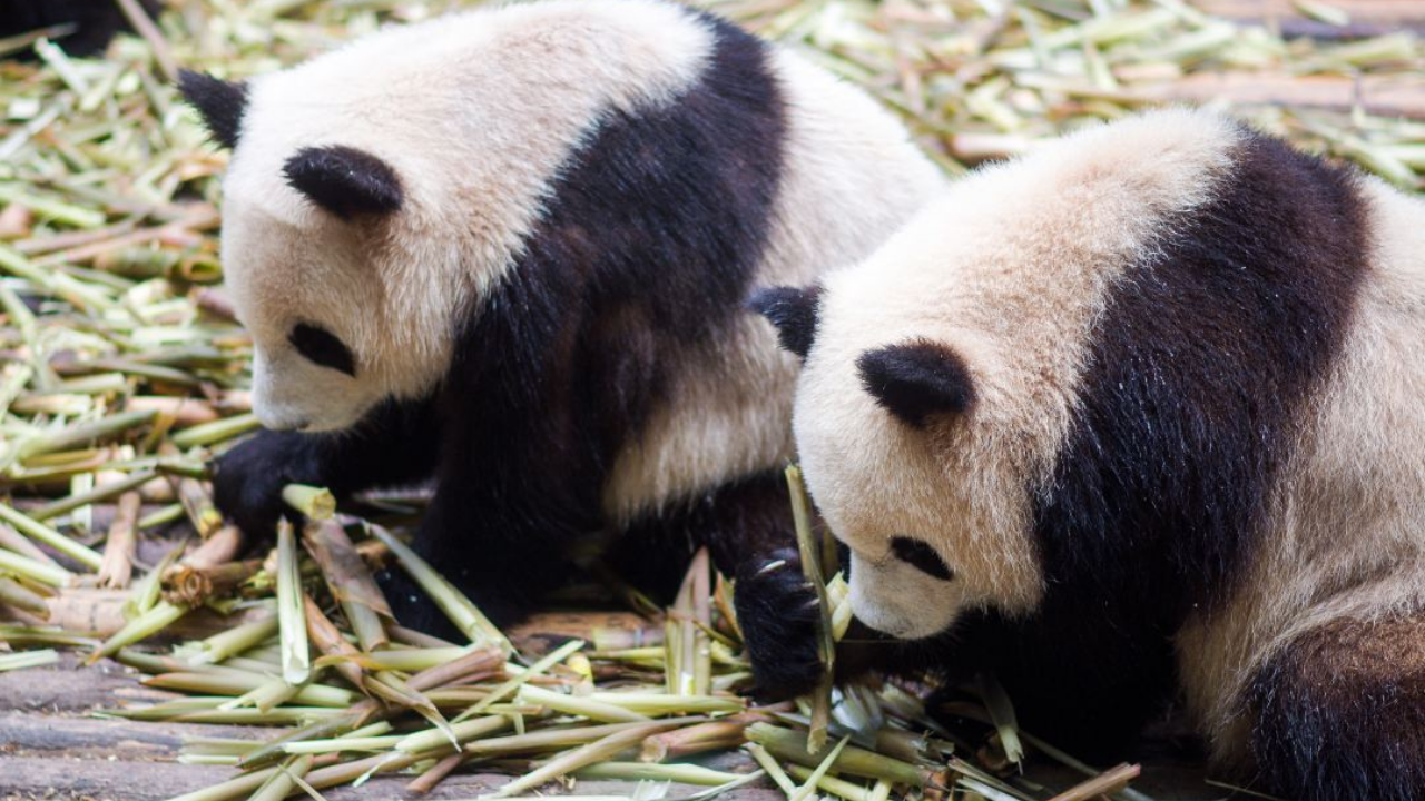 Chengdu Panda Base Volunteer Experience Private Half-Day Tour