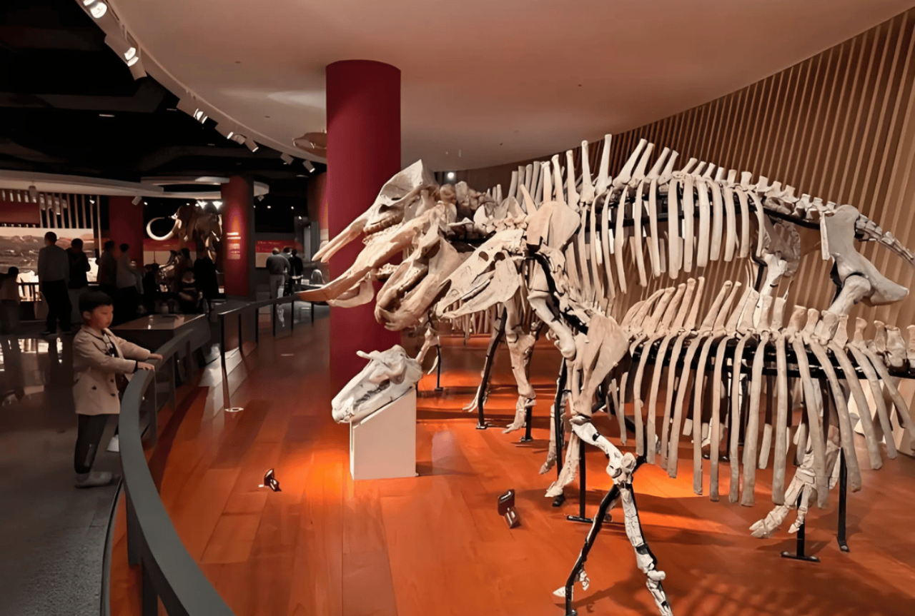 Shanghai Natural History Museum: Rare Specimens & Optional Bilingual Tours