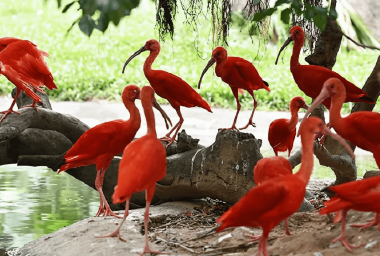 Chimelong Safari Park Private Tour in Guangzhou 5