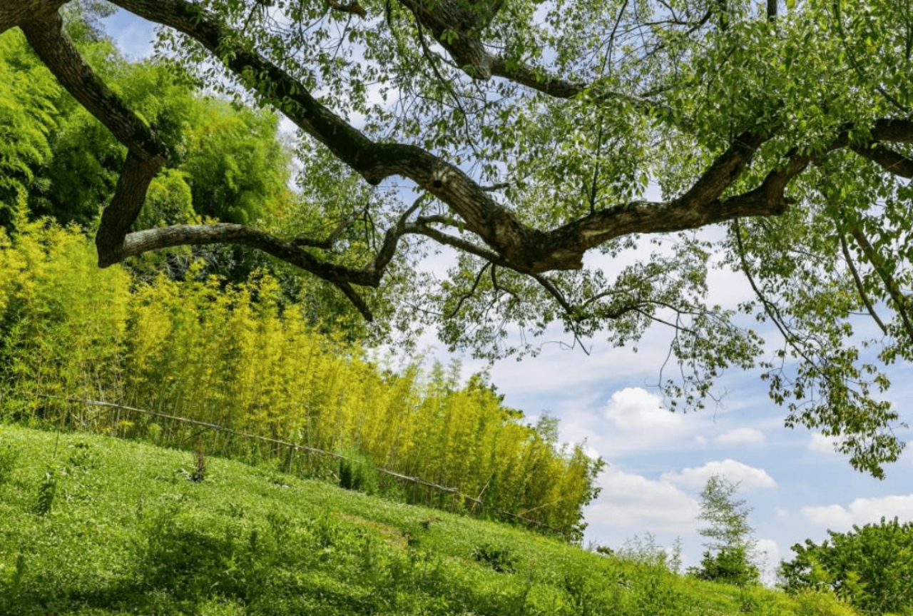 Liangzhu City Archaeological Ruins Private Mandarin or English Guided Tour (Ticket Included) 5