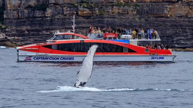 Sydney Whale Watching Adventure Cruise 3