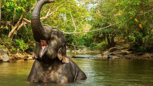 Elephant Jungle Sanctuary Experience at Grand Canyon Branch Chiang Mai | Thailand 4