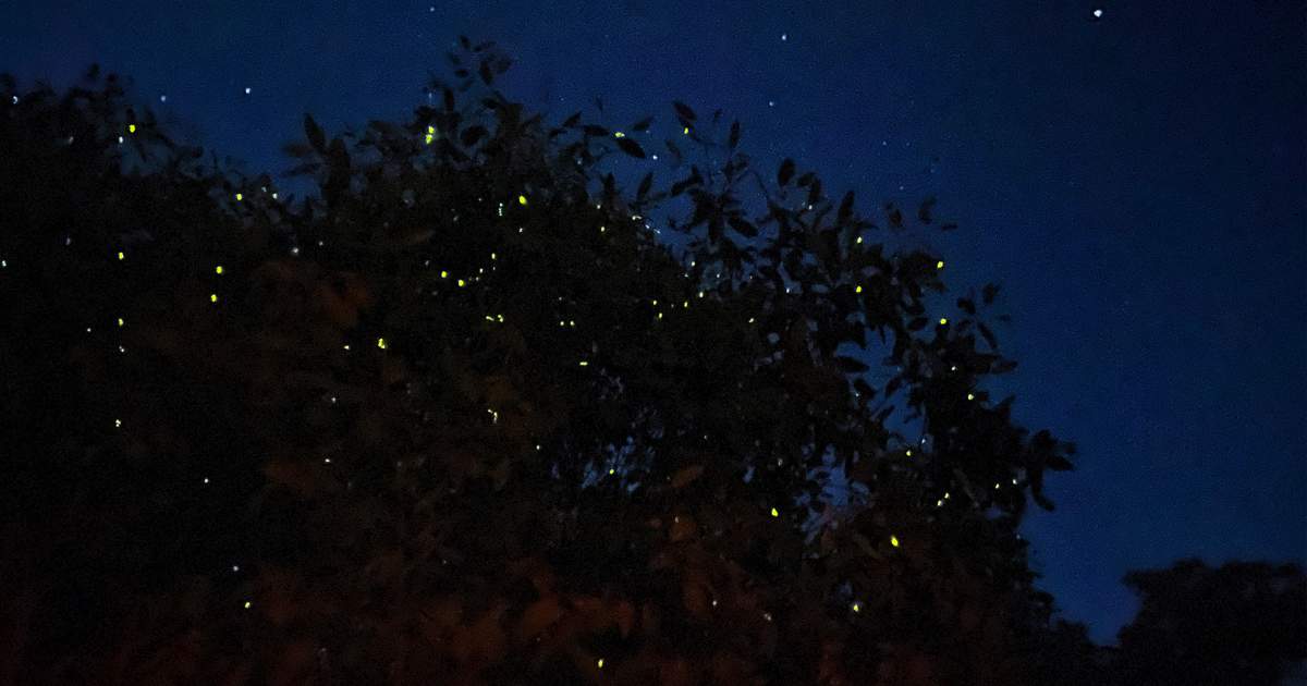 Fireflies Boat Cruise Experience in Kuala Selangor