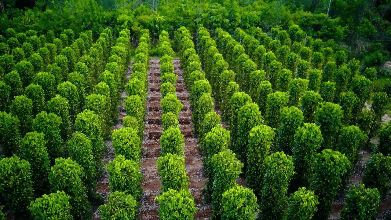 One Day Trip to the South of Phu Quoc: Ho Quoc Pagoda and Pepper Farm 4