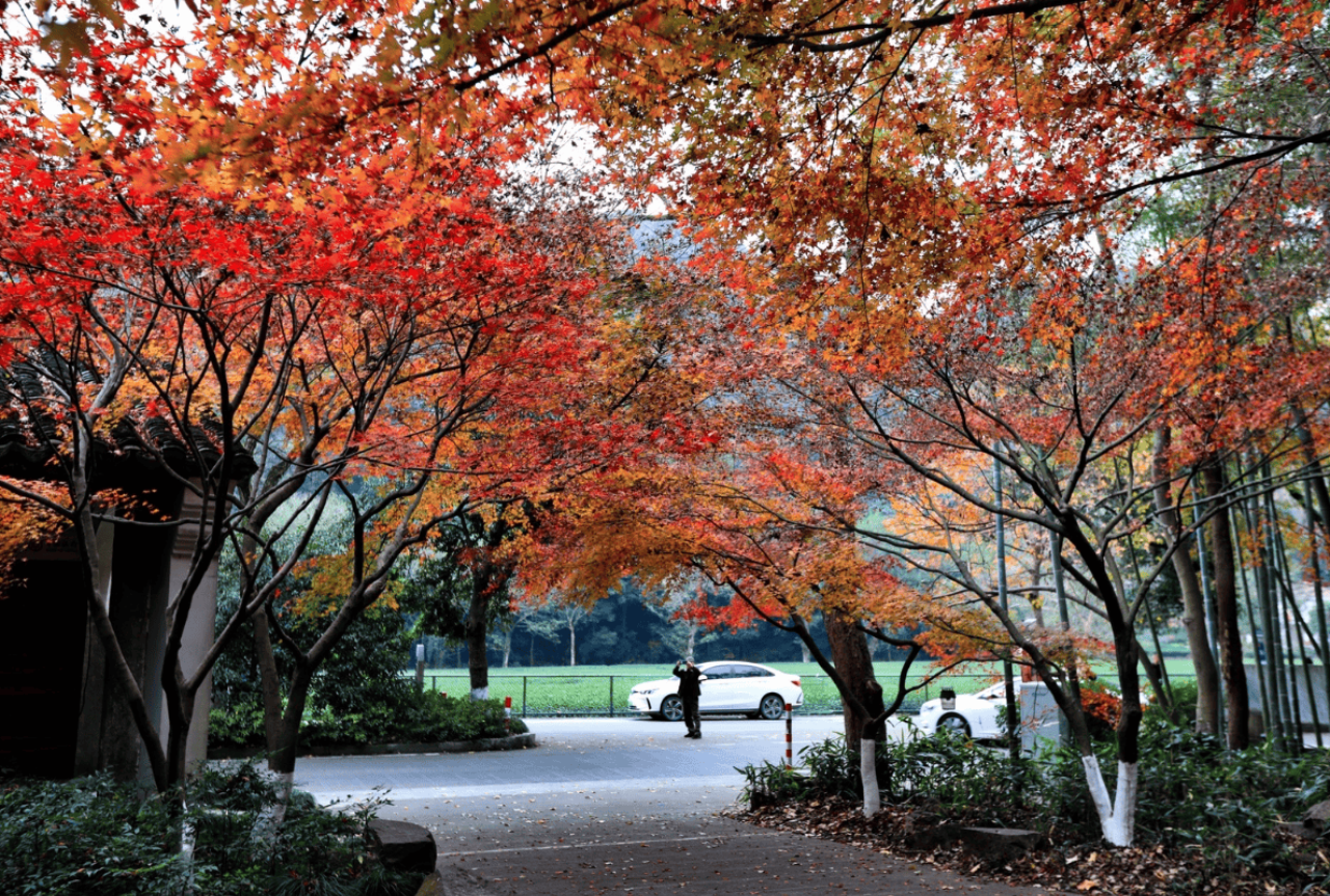 A Bamboo-Lined Path Yunqi 5