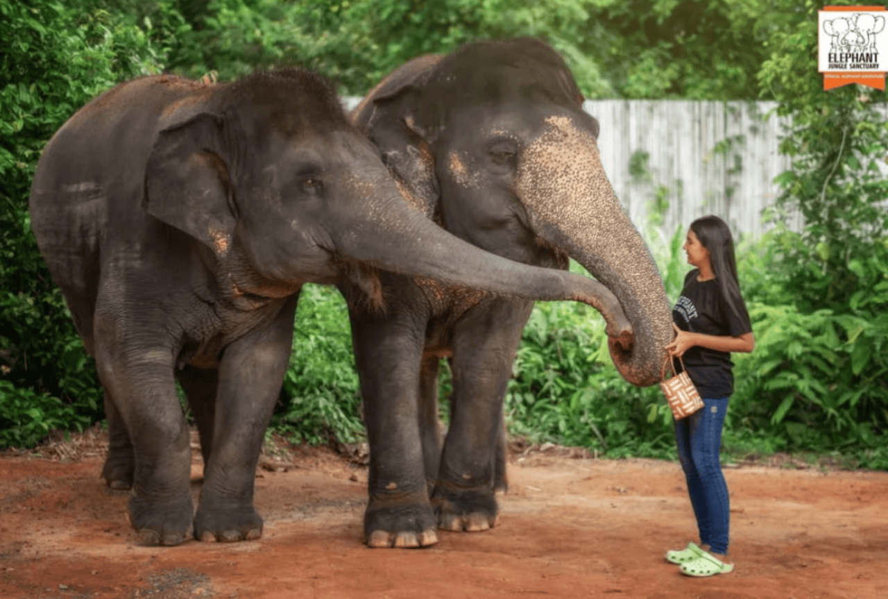 Phuket: Elephant Jungle Sanctuary Ethical Feeding Experience 5