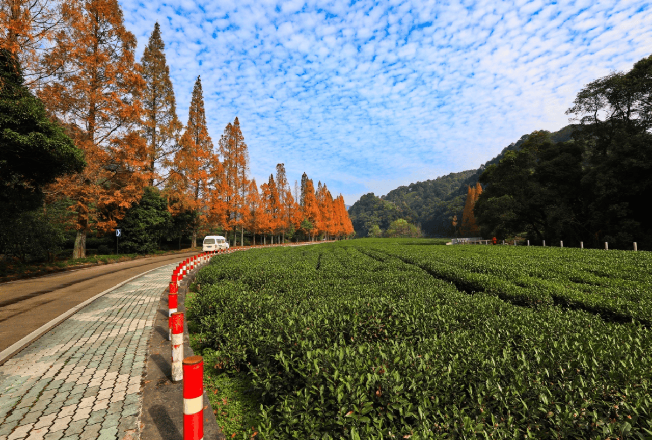 A Bamboo-Lined Path Yunqi 3