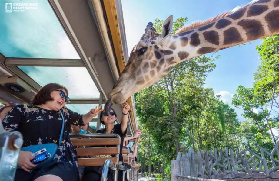 Chiang Mai Night Safari Ticket | Thailand