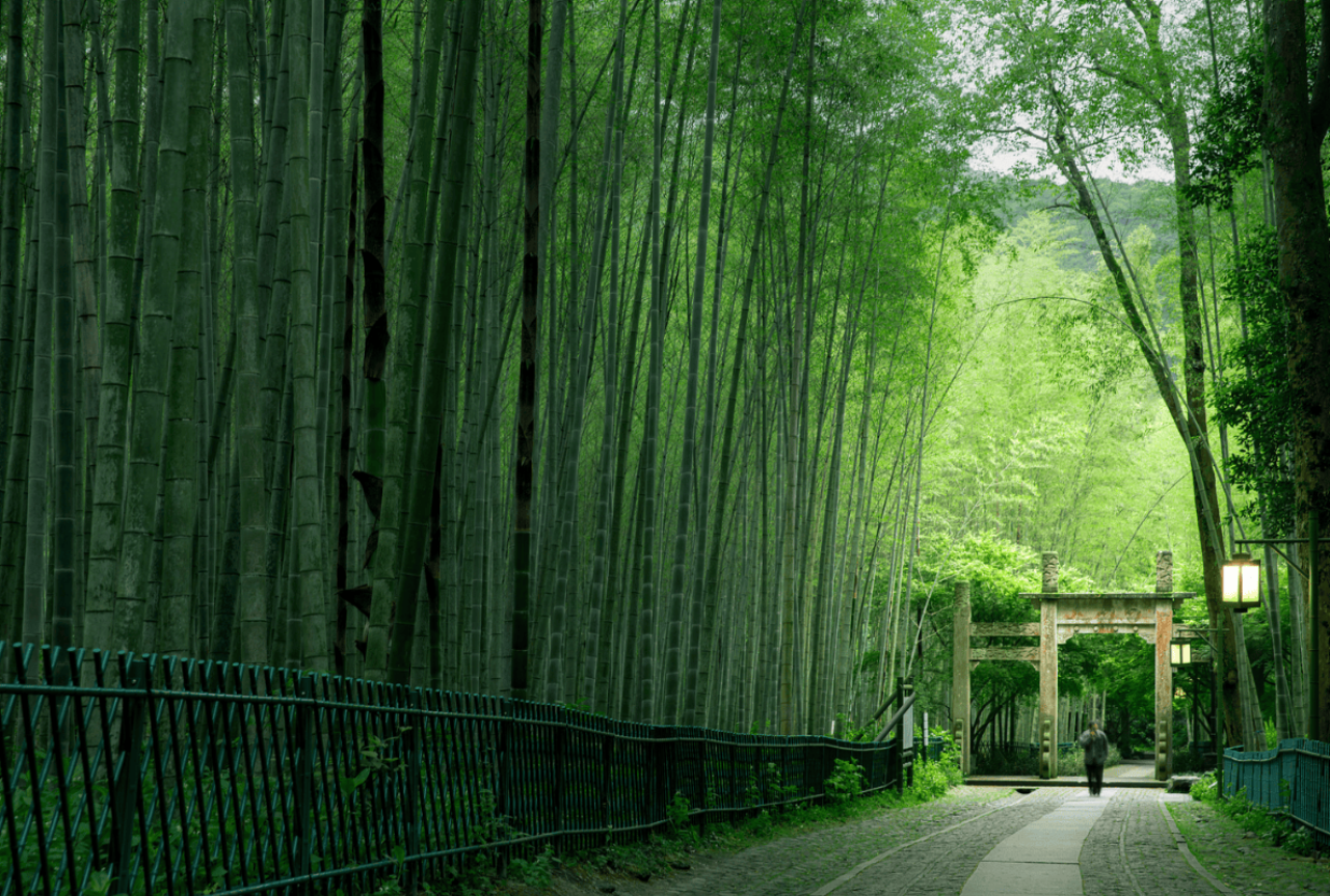 A Bamboo-Lined Path Yunqi 4