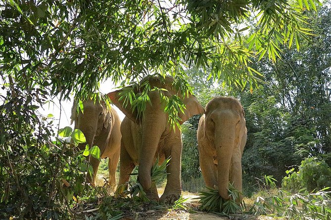 Lily Elephant Care Camp | Phuket 4