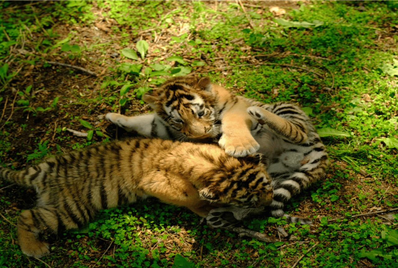 Siberia Tiger Park 4