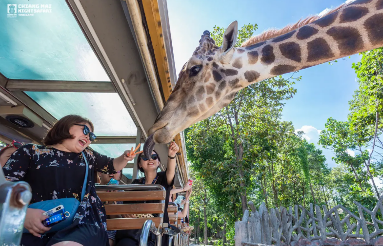 Chiang Mai Night Safari Park Ticket 5