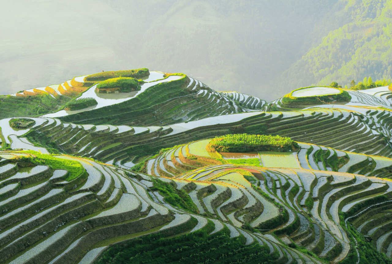 Longji Rice Terraces 2