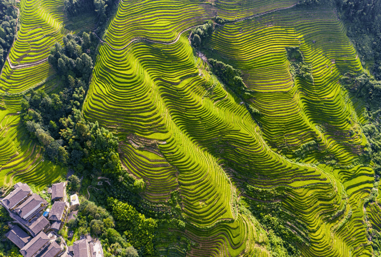 Longji Rice Terraces 3
