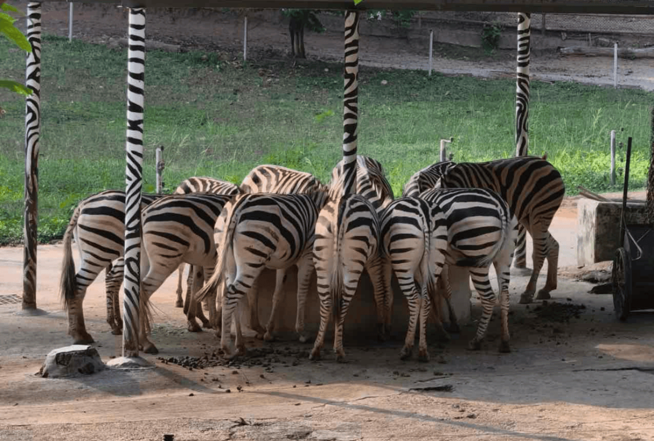 Safari Park Shenzhen 3