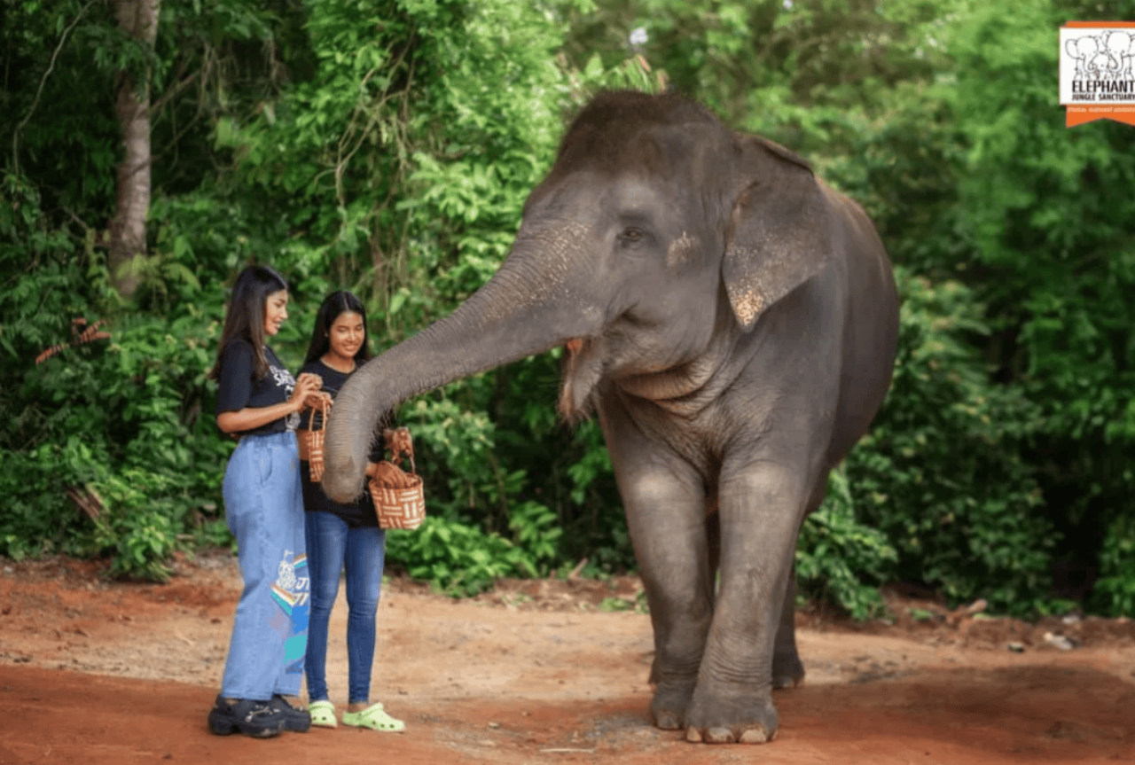 Phuket: Elephant Jungle Sanctuary Ethical Feeding Experience 3