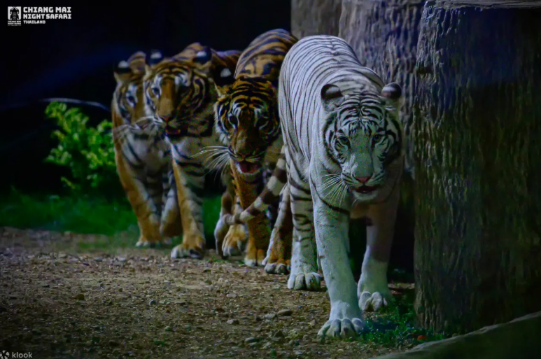 Chiang Mai Night Safari Park Ticket 3