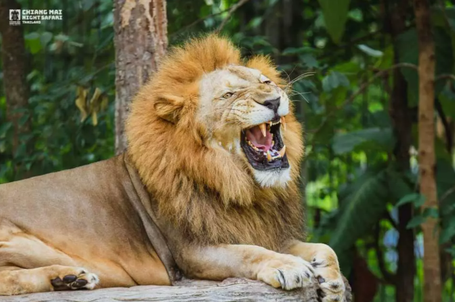 Chiang Mai Night Safari Ticket | Thailand 4