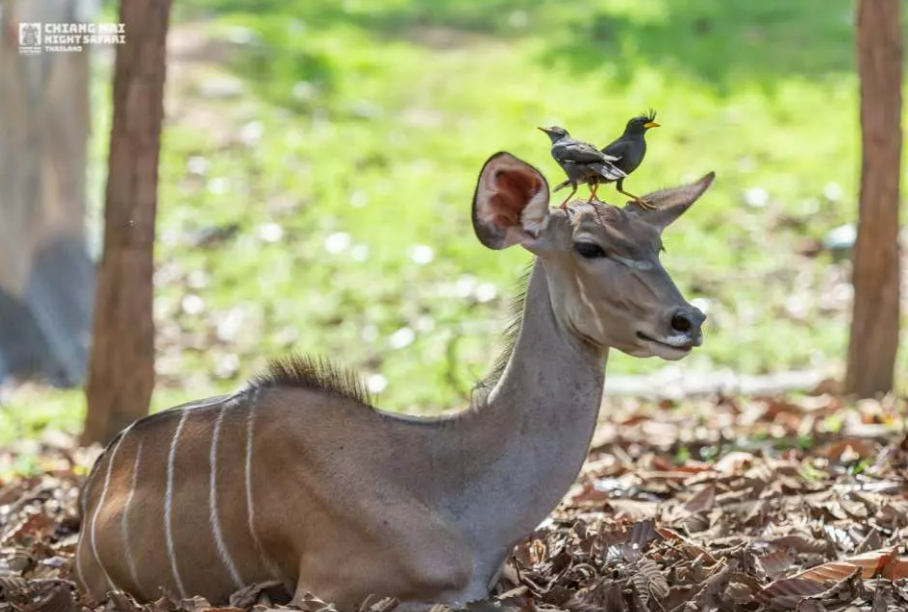 Chiang Mai Night Safari Ticket | Thailand 5