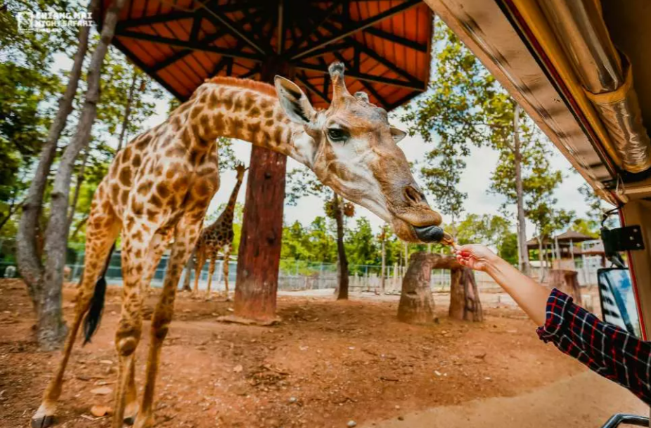 Chiang Mai Night Safari Ticket | Thailand 2