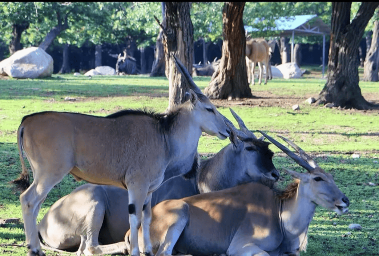 Xi'an Qinling Wildlife Park 5