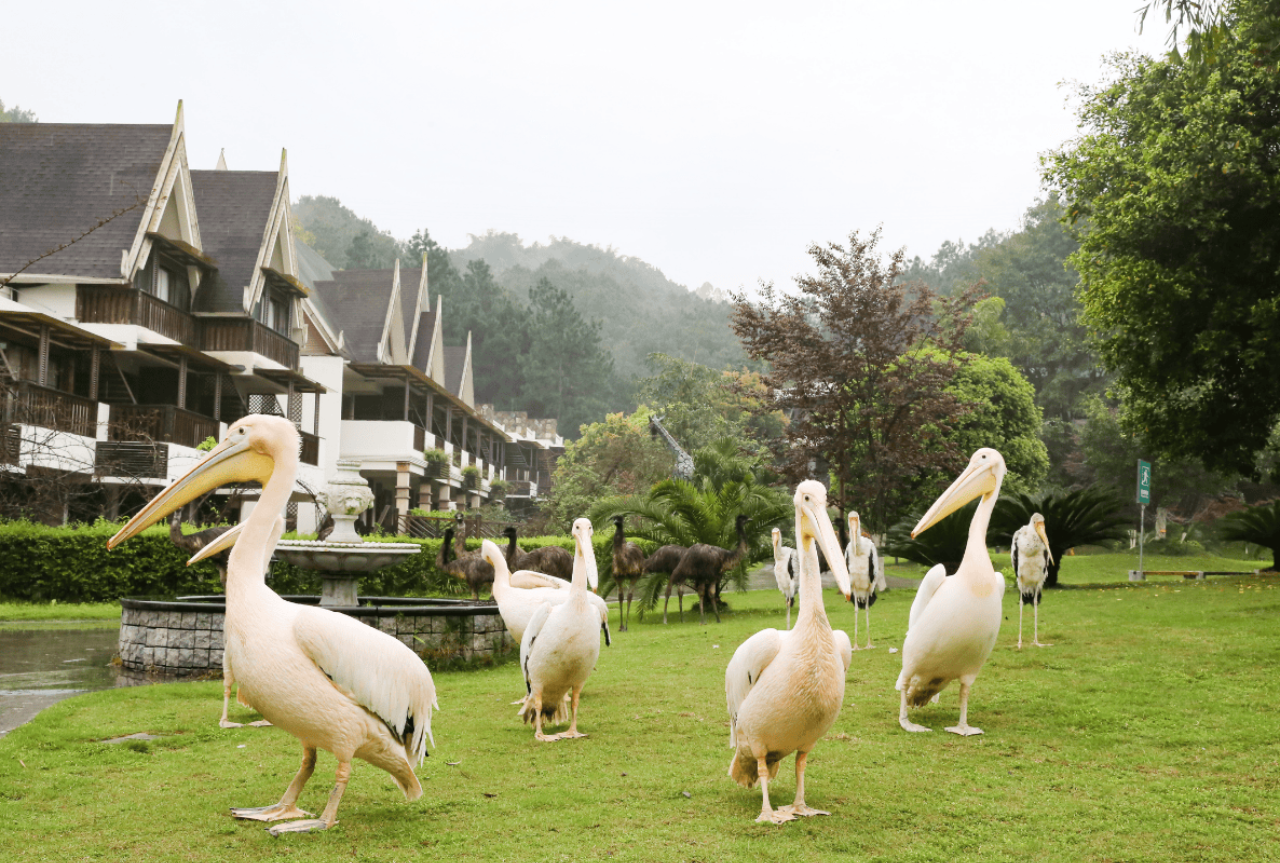 Chongqing Wild Animal World