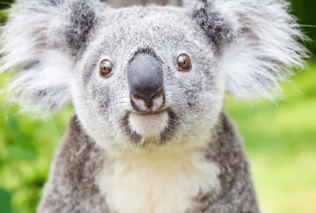 Chimelong Safari Park 3