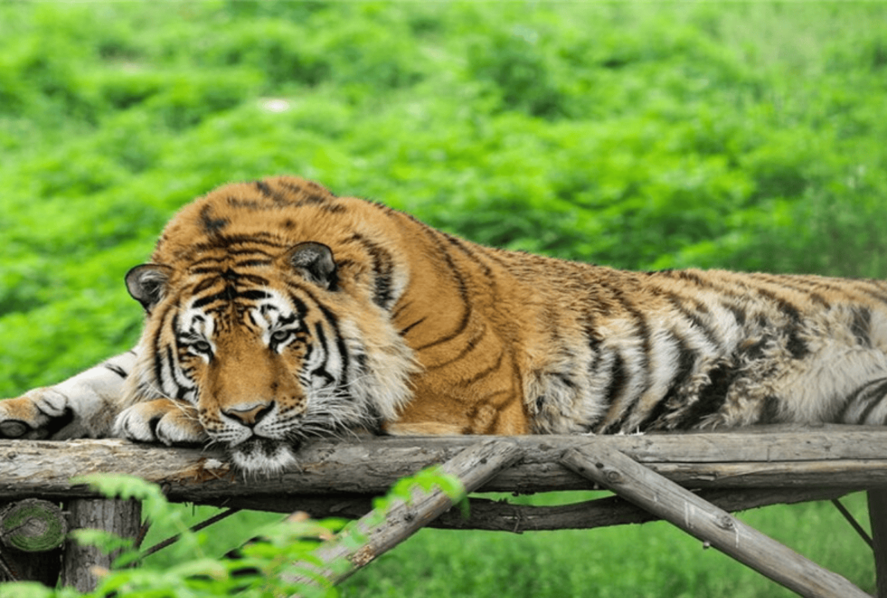 Xi'an Qinling Wildlife Park