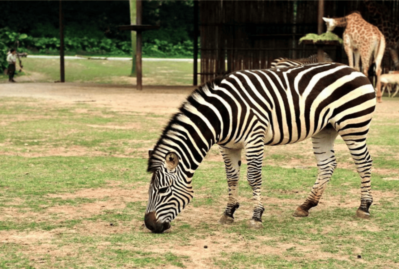 Xi'an Qinling Wildlife Park 3