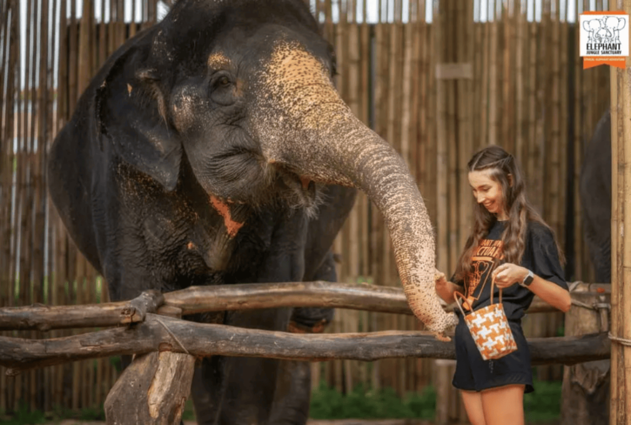 Phuket: Elephant Jungle Sanctuary Ethical Feeding Experience 2