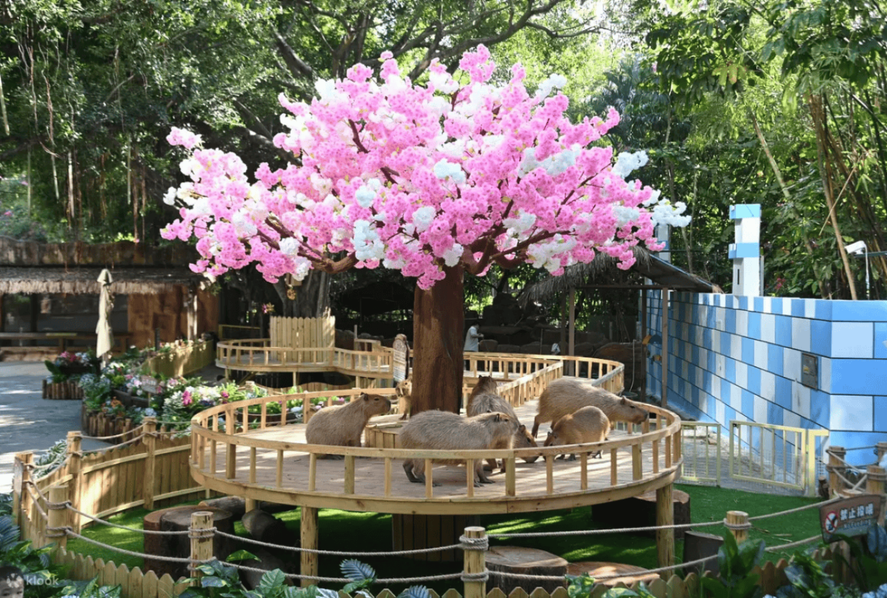 Safari Park Shenzhen 2