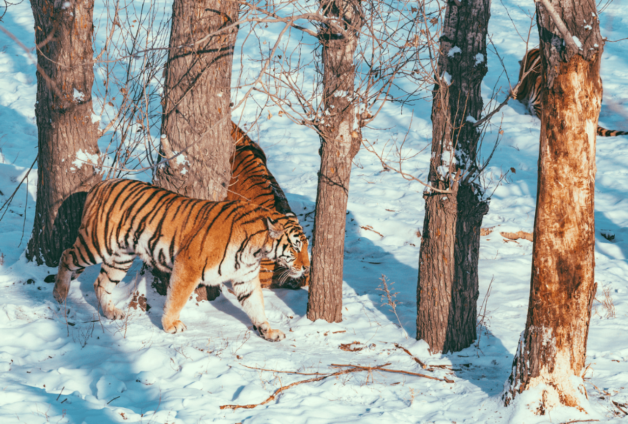Siberia Tiger Park 3
