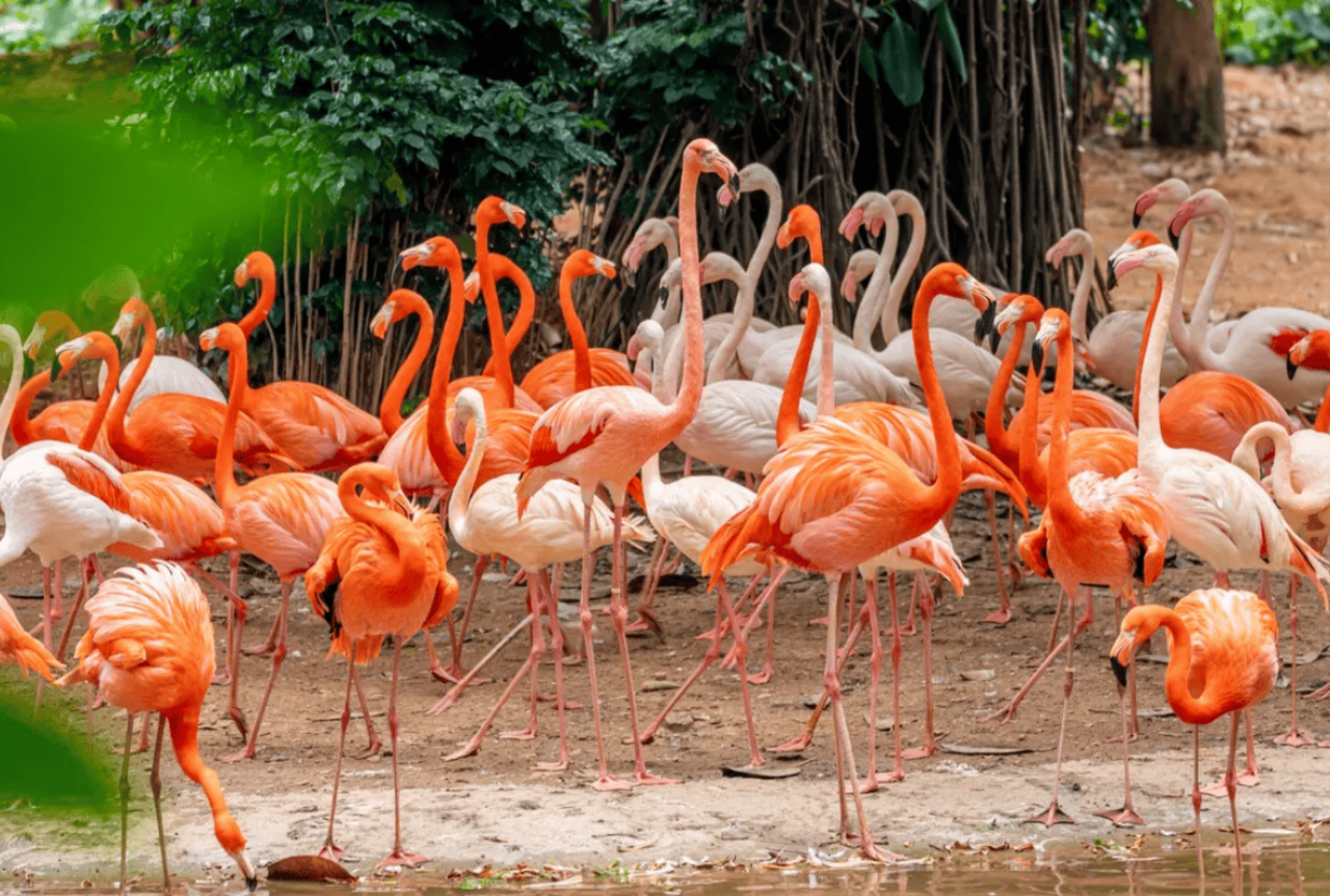 Chimelong Safari Park 2