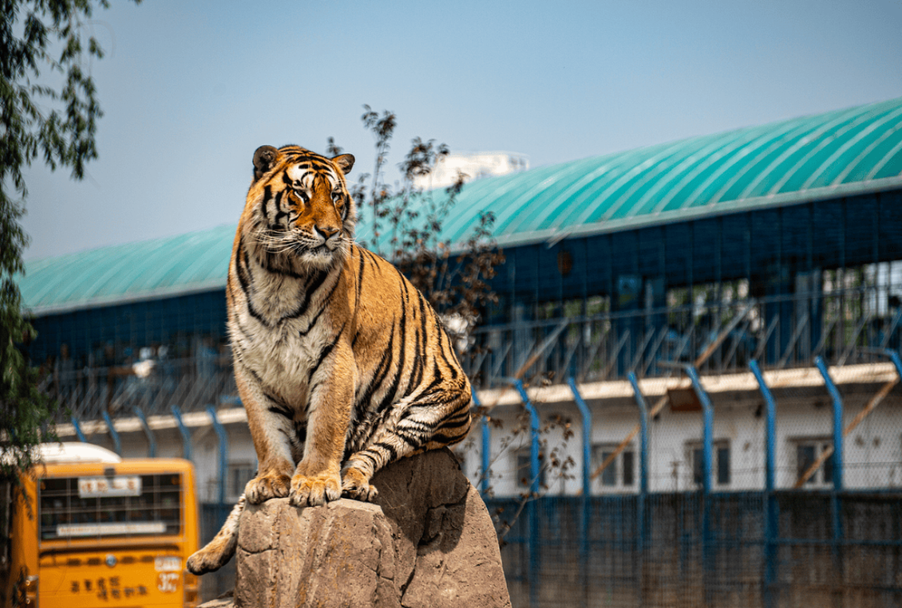 Siberia Tiger Park