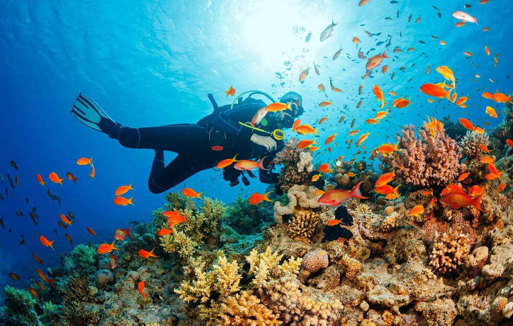 Day Tour | Scuba Diving in Nha Trang