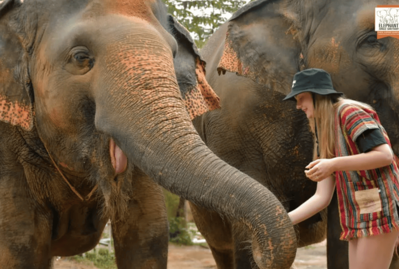 Phuket: Elephant Jungle Sanctuary Ethical Feeding Experience 4