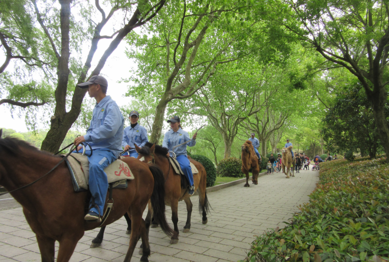 Shanghai Wild Animal Park Ticket 4