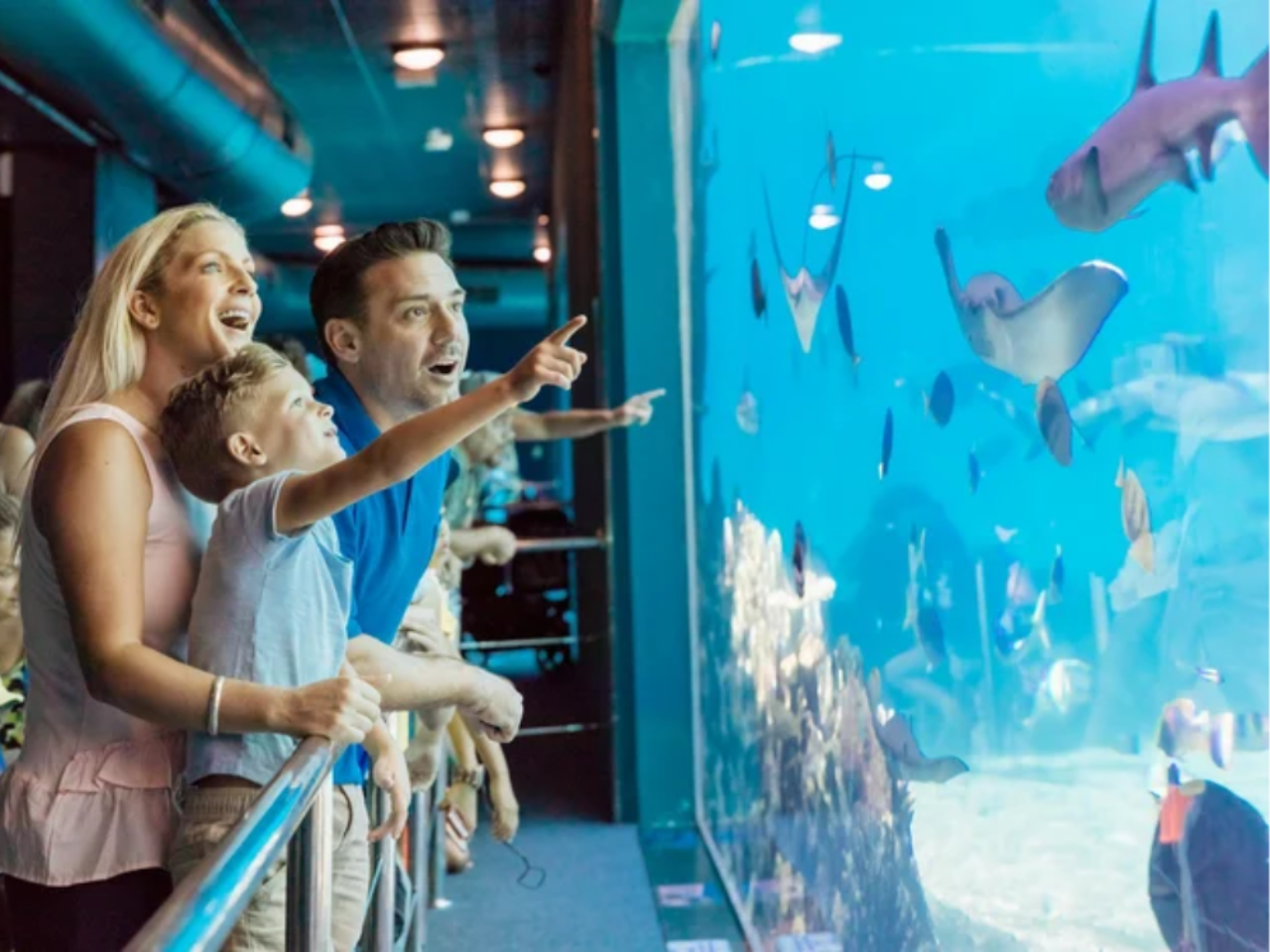 Gold Coast Sea World Entry Ticket 3