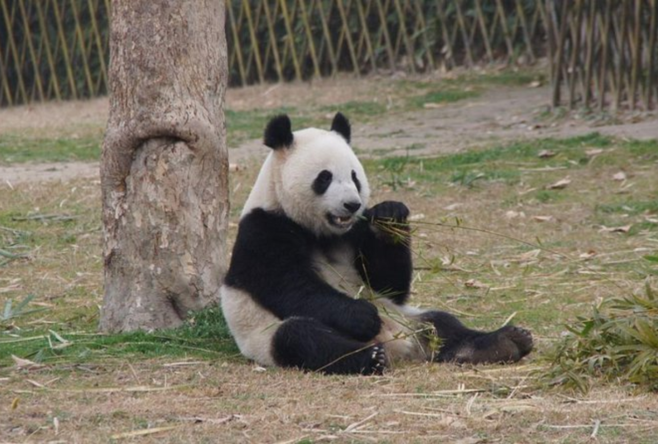 Shanghai Wild Animal Park Ticket 3