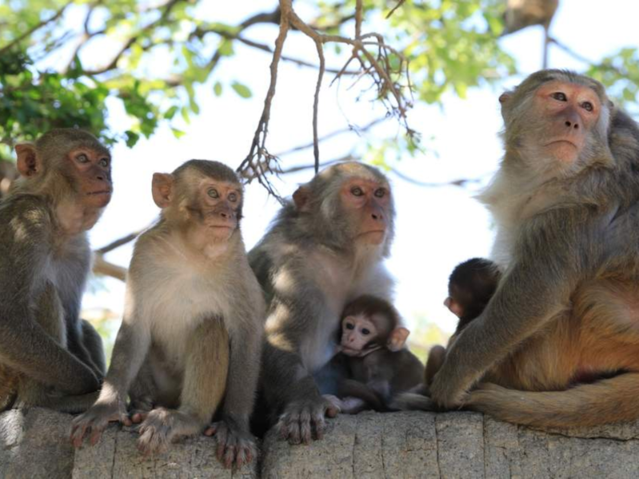 Orchid Island & Monkey Island Admission Ticket 2