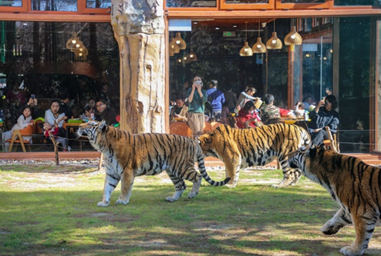 Shanghai Wild Animal Park Ticket