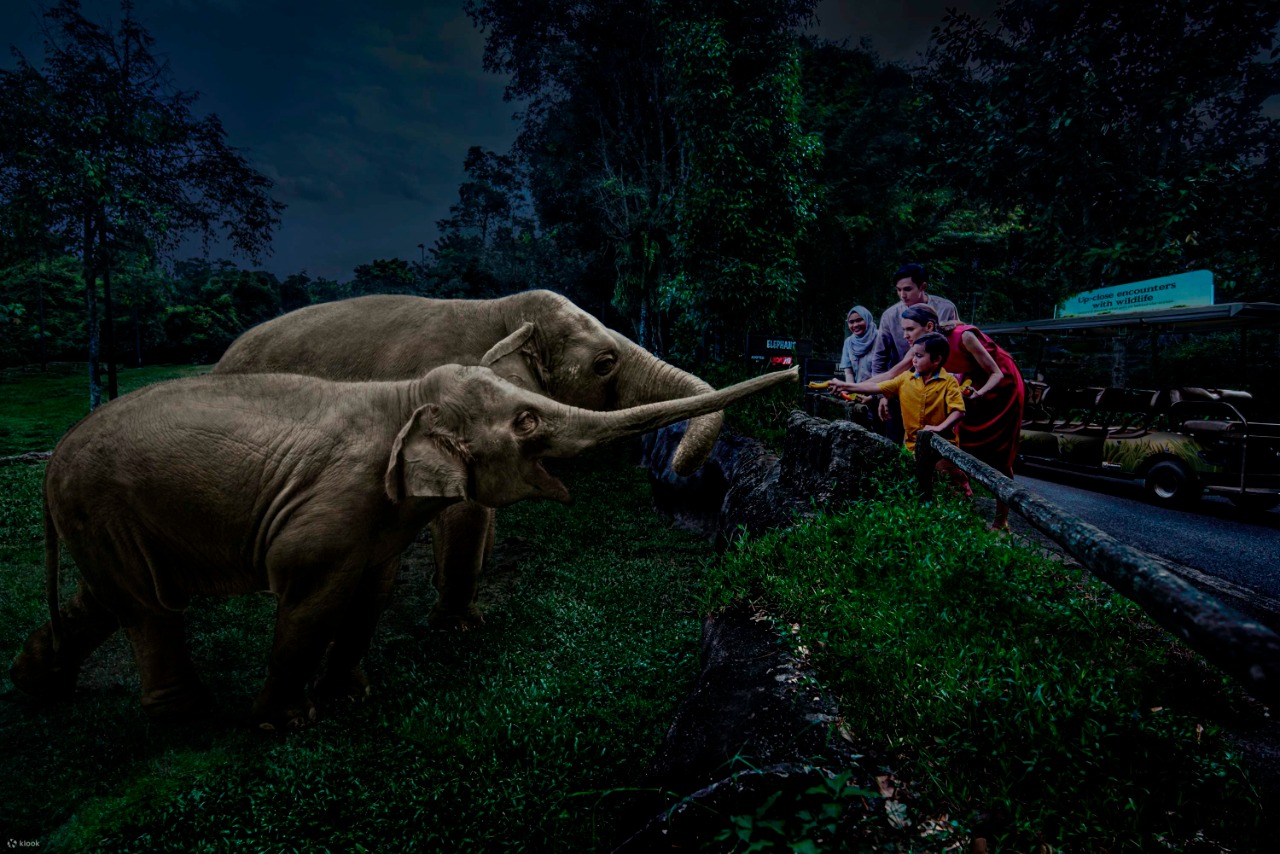 Night Safari Ticket | Mandai Wildlife Reserve, Singapore 2