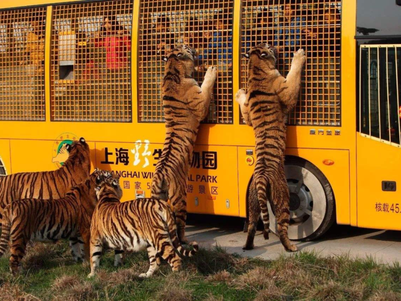 Shanghai Wild Animal Park Ticket 5